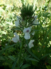 Misopates calycinum