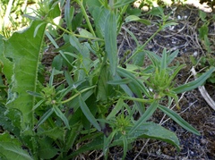 Misopates calycinum