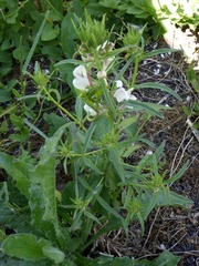 Misopates calycinum