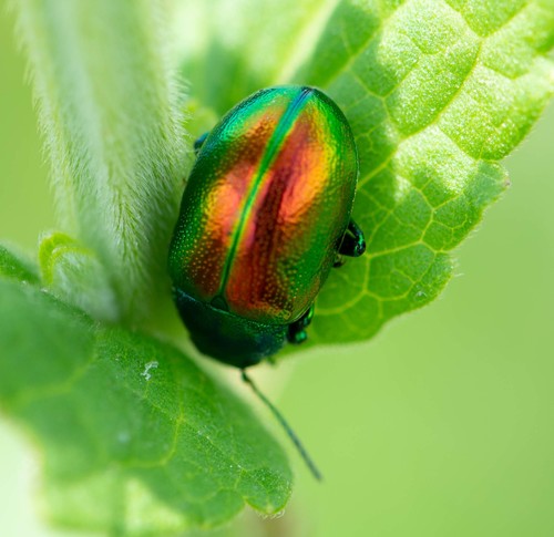 Tansy Beetle