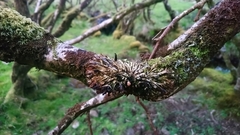 Hypocreopsis rhododendri
