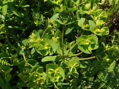 Euphorbia azorica