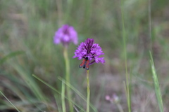 Zygaena punctum