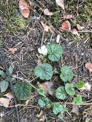 Rubus pumilus