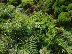 Euphorbia azorica