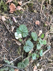 Rubus pumilus