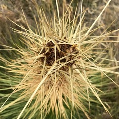 Aciphylla subflabellata
