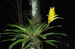 Vriesea flava