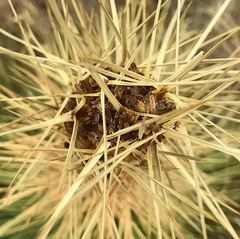 Aciphylla subflabellata
