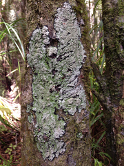 Pannaria implexa