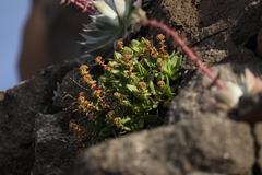 Dudleya formosa