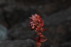 Dudleya formosa