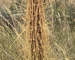 Aciphylla subflabellata