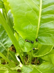 Cosmopepla conspicillaris