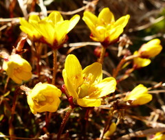 Saxifraga hirculus