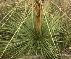 Aciphylla subflabellata