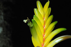 Vriesea flava