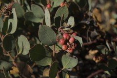 Arctostaphylos moranii