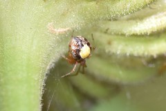 Simitidion simile