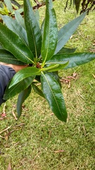 Escallonia pendula