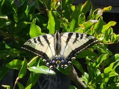 Papilio rutulus