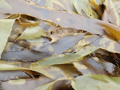 Desmarestia herbacea