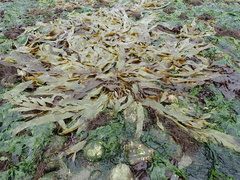 Desmarestia herbacea