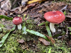 Russula persanguinea