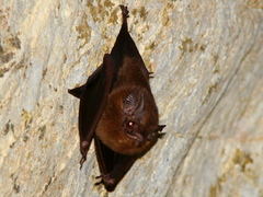 Peropteryx