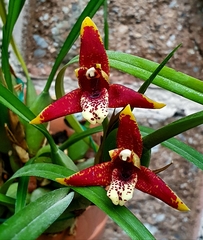 Maxillaria tenuifolia