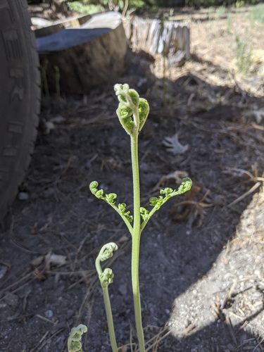 iNaturalist observation photo of Hairy brackenfern