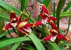 Maxillaria tenuifolia