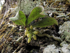 Drymoanthus flavus