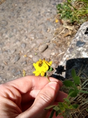 Lotus uliginosus