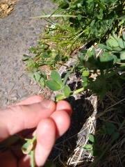 Lotus uliginosus