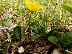 Saxifraga hirculus
