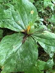 Trillium luteum