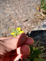 Lotus uliginosus
