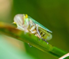 Cicadella