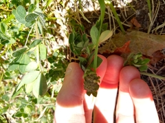 Lotus uliginosus