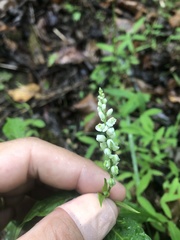 Polygala senega