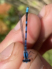 Enallagma laterale