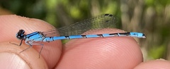 Enallagma laterale