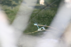 Platycnemis pennipes