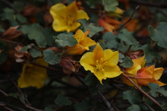 Fremontodendron mexicanum