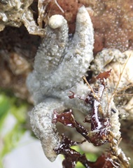 Evasterias troschelii