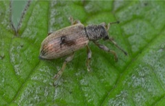 Polydrusus impar