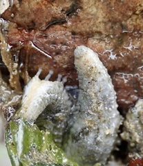 Evasterias troschelii