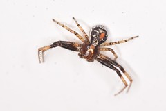 Xysticus lanio