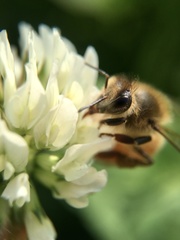 Apis mellifera